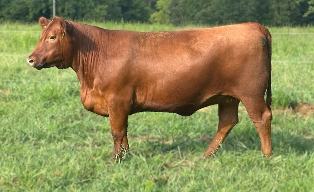 dina2