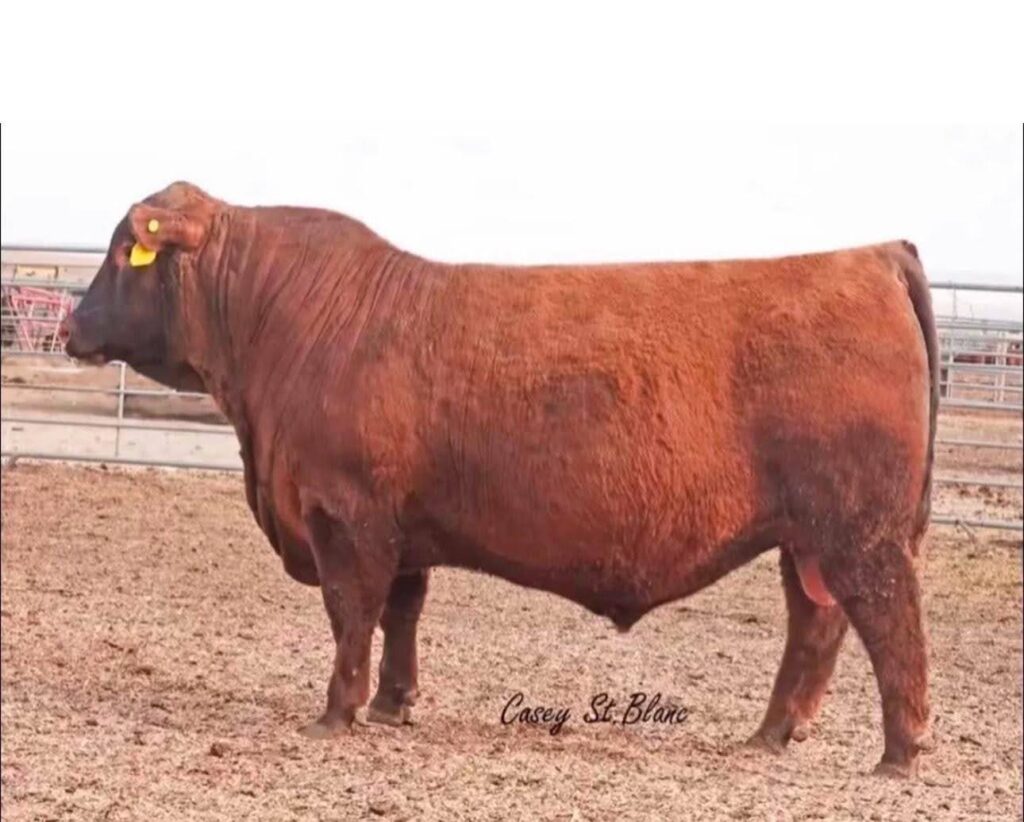 herdbull1