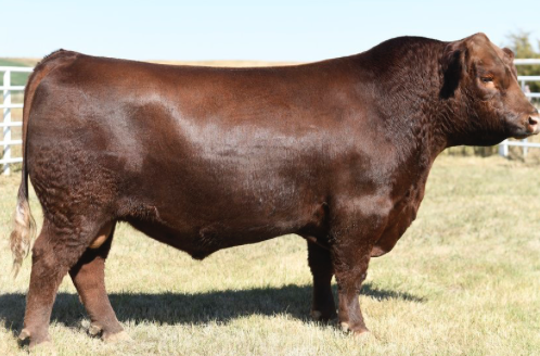 herdbull2