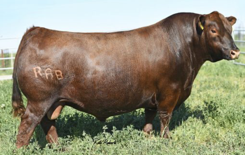 herdbull3
